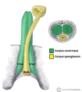 Anatomi av penis (kilde: lær meg anatomi)