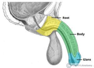 Anatomi av penis sidevisning (kilde: lær meg anatomi)