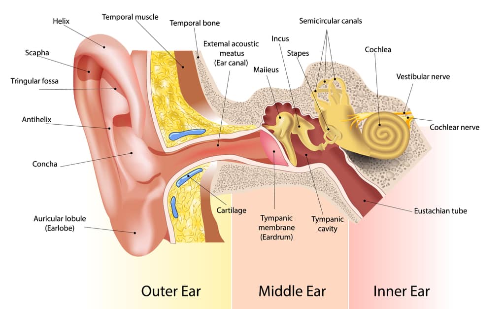 en del av øret