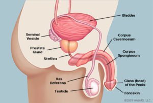Anatomien av penis ser sidelengs (kilde: WebMD)