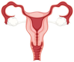 kvinnelig reproduktive system