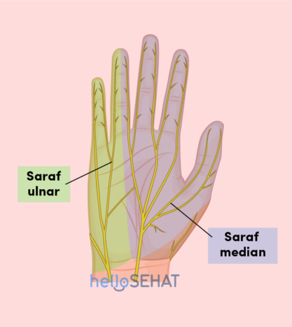 bilde av hånden - median ulnar nerve