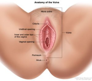 Ser utendørs og vulva (kilde: Våre organer selv)